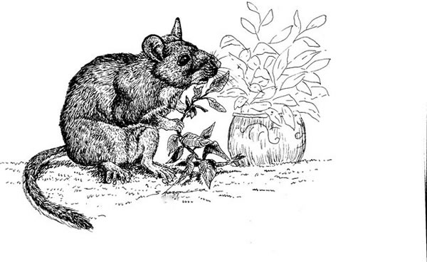Rat eating plants, drawing